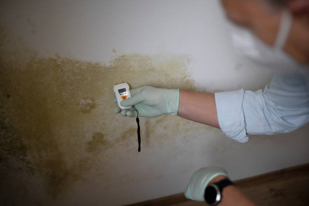 Best Basement Mold Remediation in Orem, UT