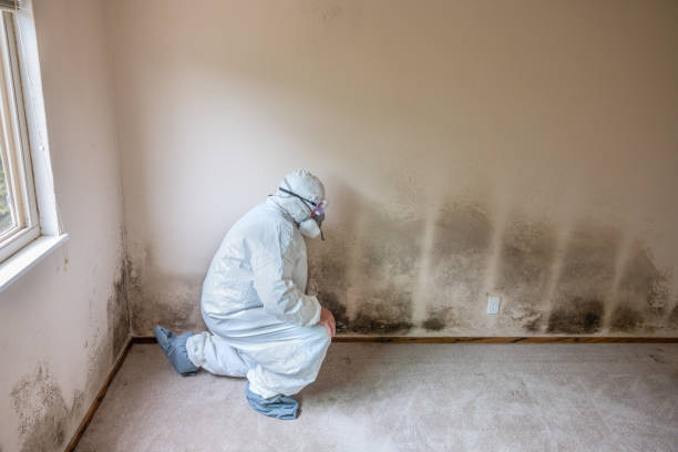 Best Residential Mold Remediation in Orem, UT