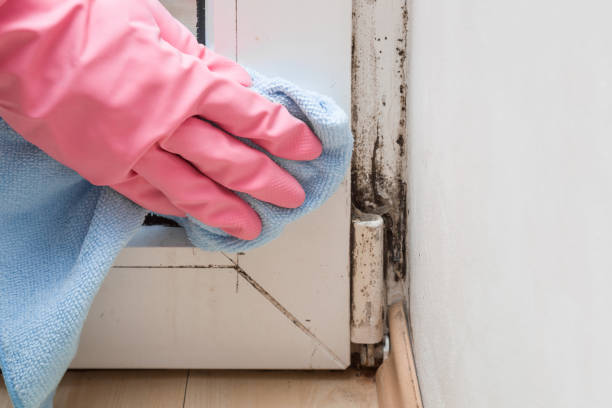 Best Black Mold Remediation in Orem, UT