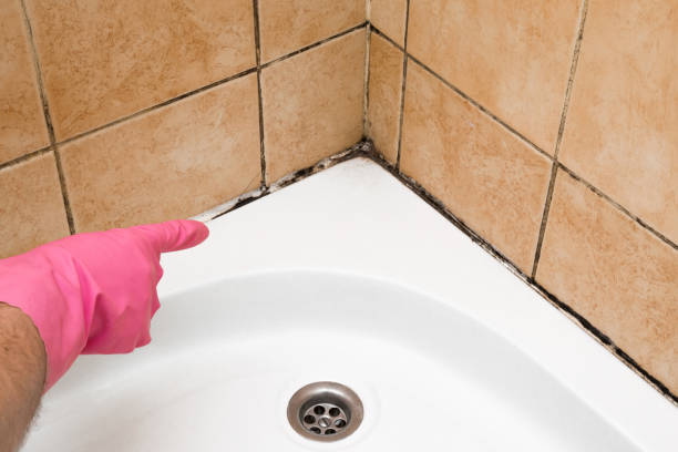 Professional Mold Remediation in Orem, UT